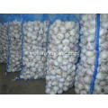 Best Quality 2020 Fresh Normal White Garlic